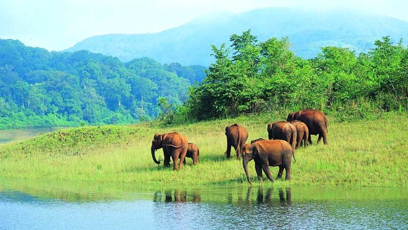 Lush jungle forest in Thekkady, Kerala wildlife sanctuary