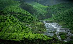 Stream flowing through tea garden terraces in Munnar, Kerala